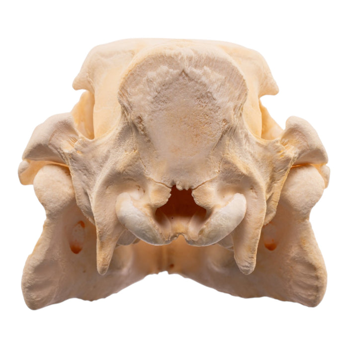 Real Adolescent Domestic Pig Skull