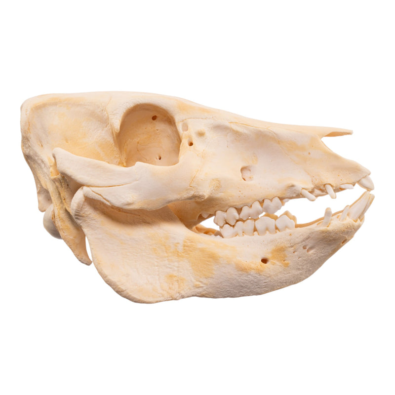 Real Domestic Pig Skull