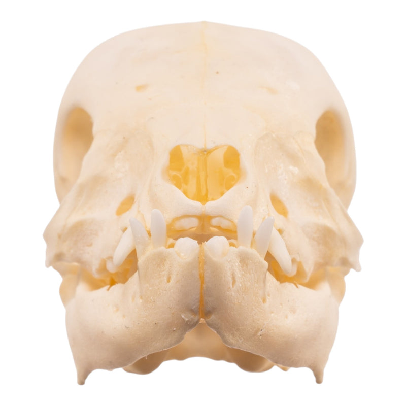 Real Juvenile Domestic Pig Skull