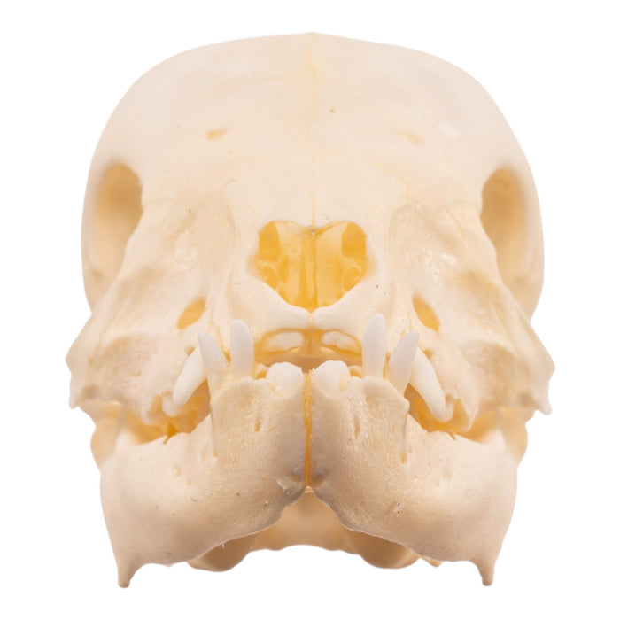 Real Juvenile Domestic Pig Skull