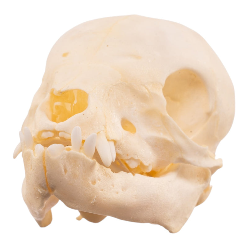 Real Juvenile Domestic Pig Skull