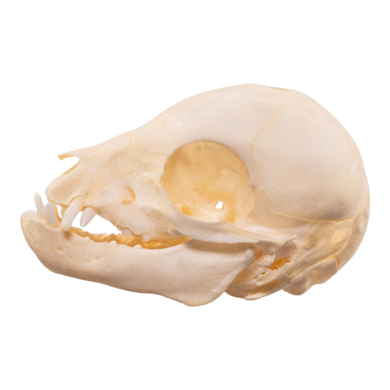 Real Juvenile Domestic Pig Skull