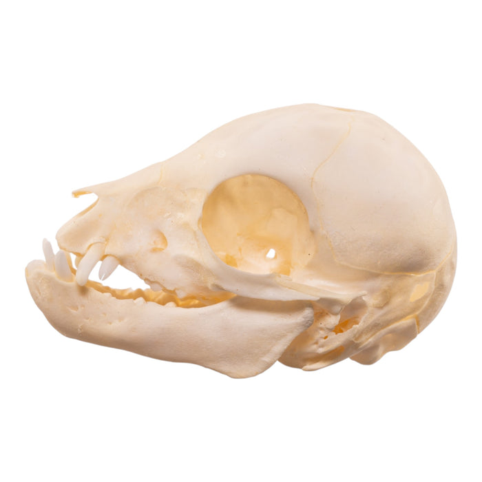 Real Juvenile Domestic Pig Skull