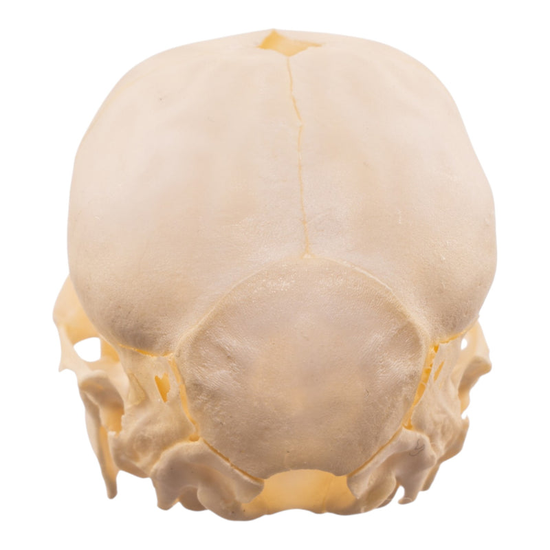 Real Juvenile Domestic Pig Skull
