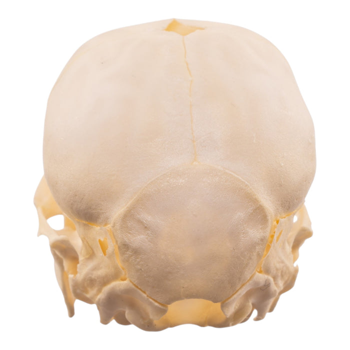 Real Juvenile Domestic Pig Skull