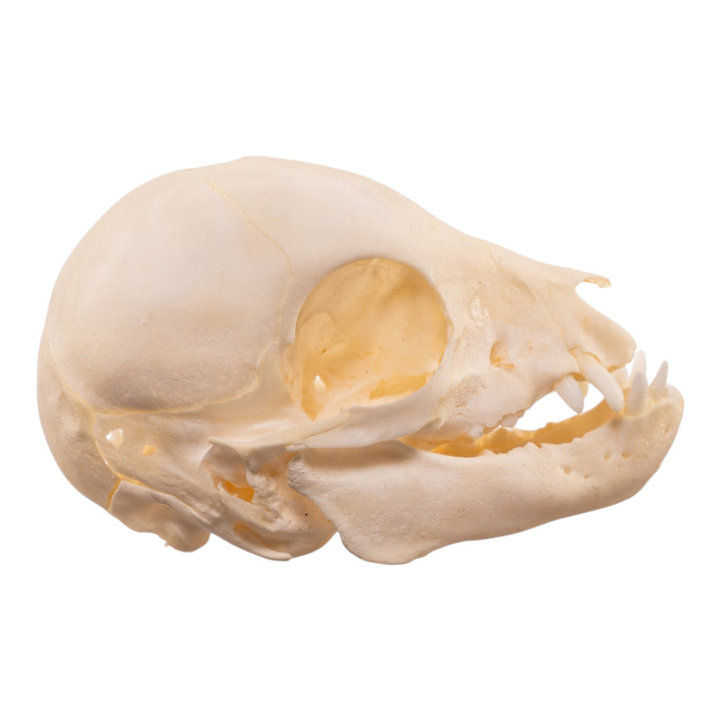 Real Juvenile Domestic Pig Skull