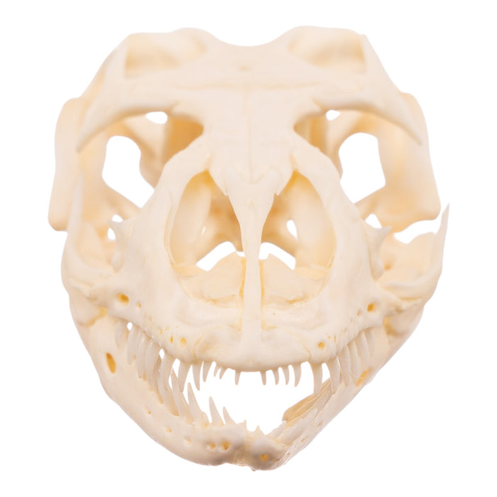 Real Monitor Lizard Skull