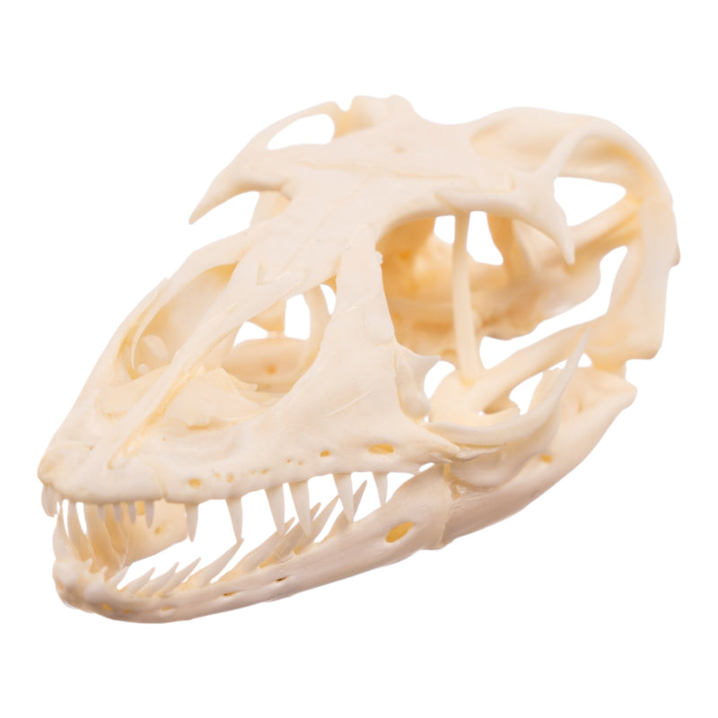 Real Monitor Lizard Skull