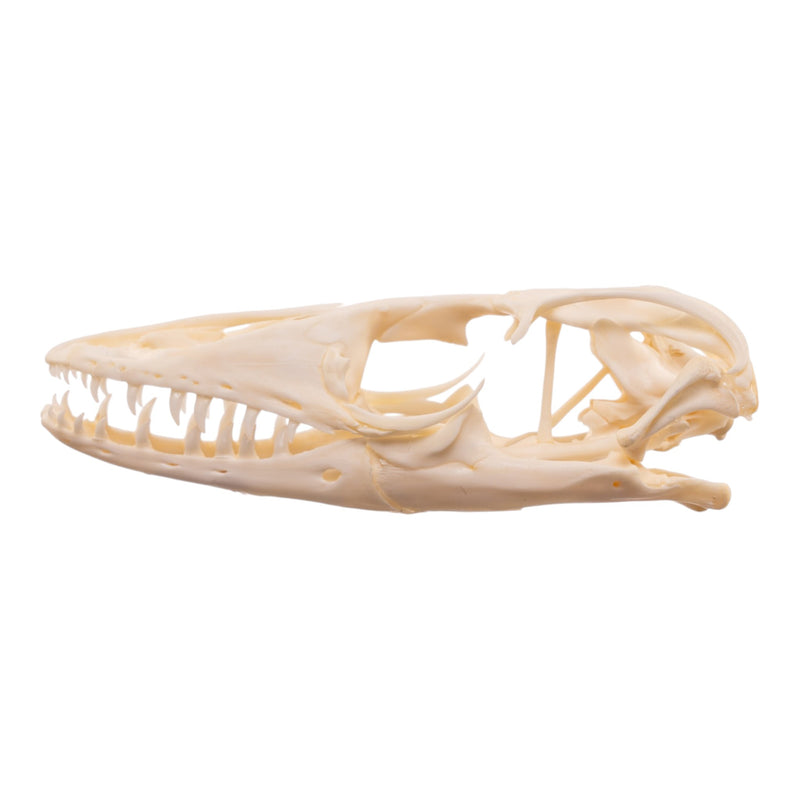 Real Monitor Lizard Skull
