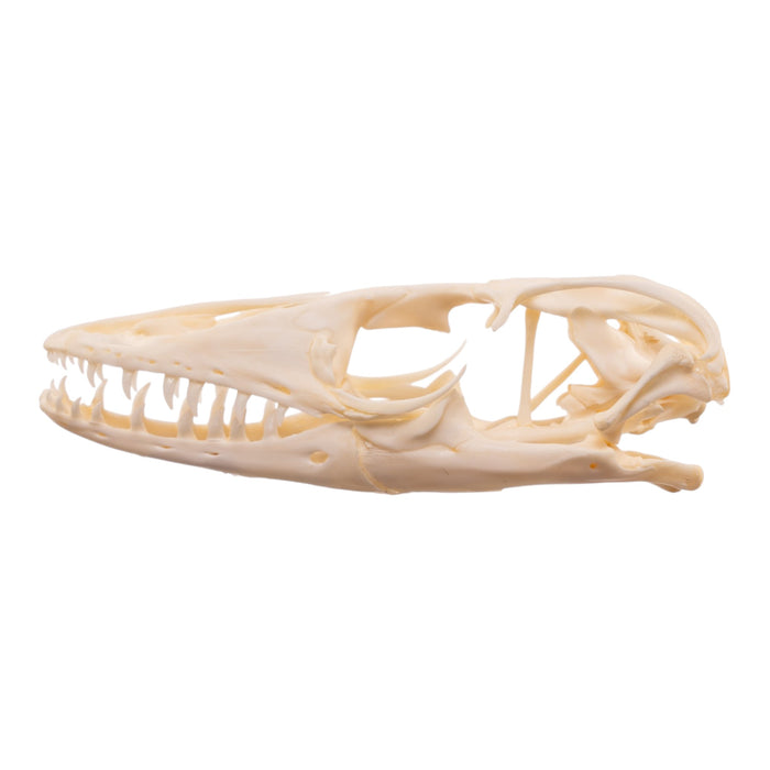 Real Monitor Lizard Skull