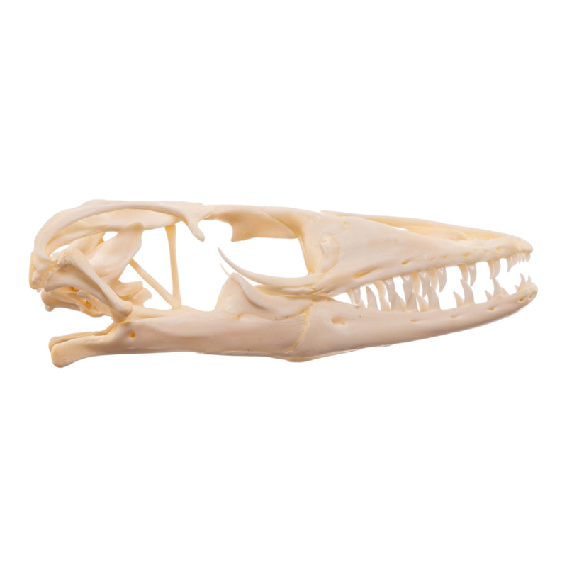 Real Monitor Lizard Skull