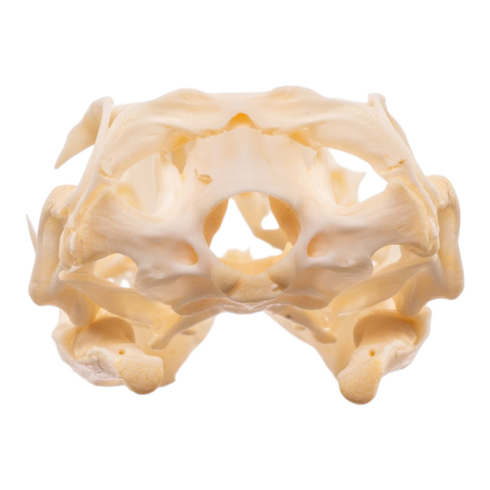 Real Monitor Lizard Skull