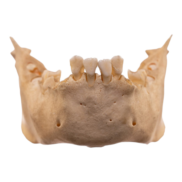 Real New World Monkey Mandible