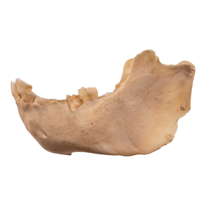 Real New World Monkey Mandible