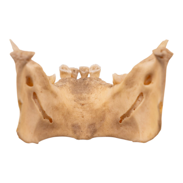 Real New World Monkey Mandible