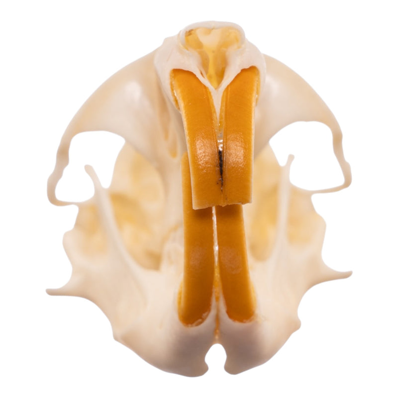 Real Northern Pocket Gopher Skull