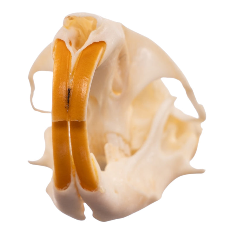 Real Northern Pocket Gopher Skull