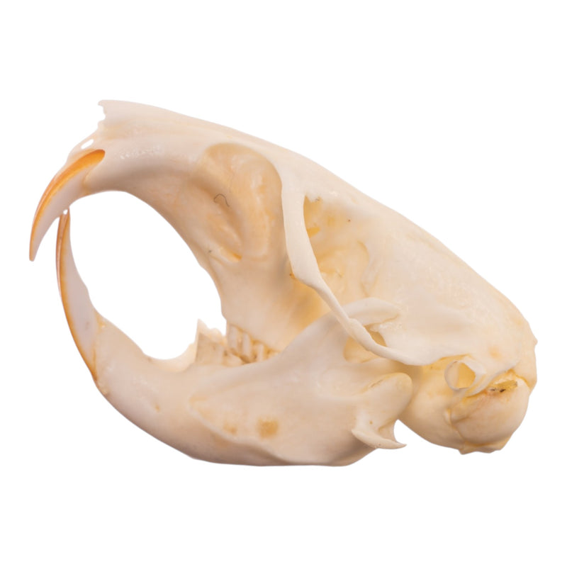 Real Northern Pocket Gopher Skull