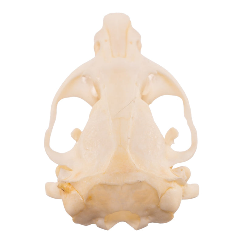 Real Northern Pocket Gopher Skull