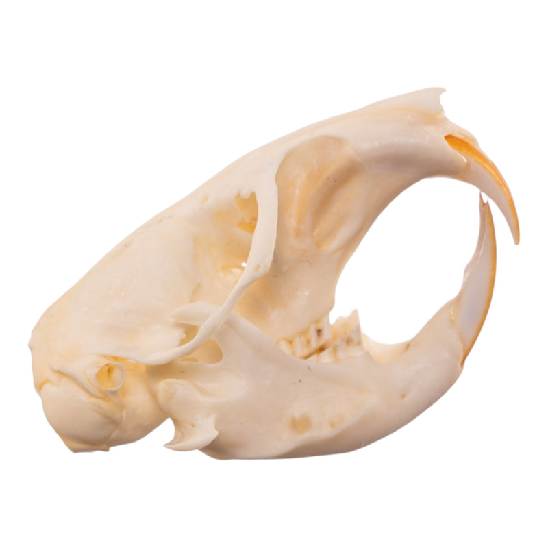 Real Northern Pocket Gopher Skull