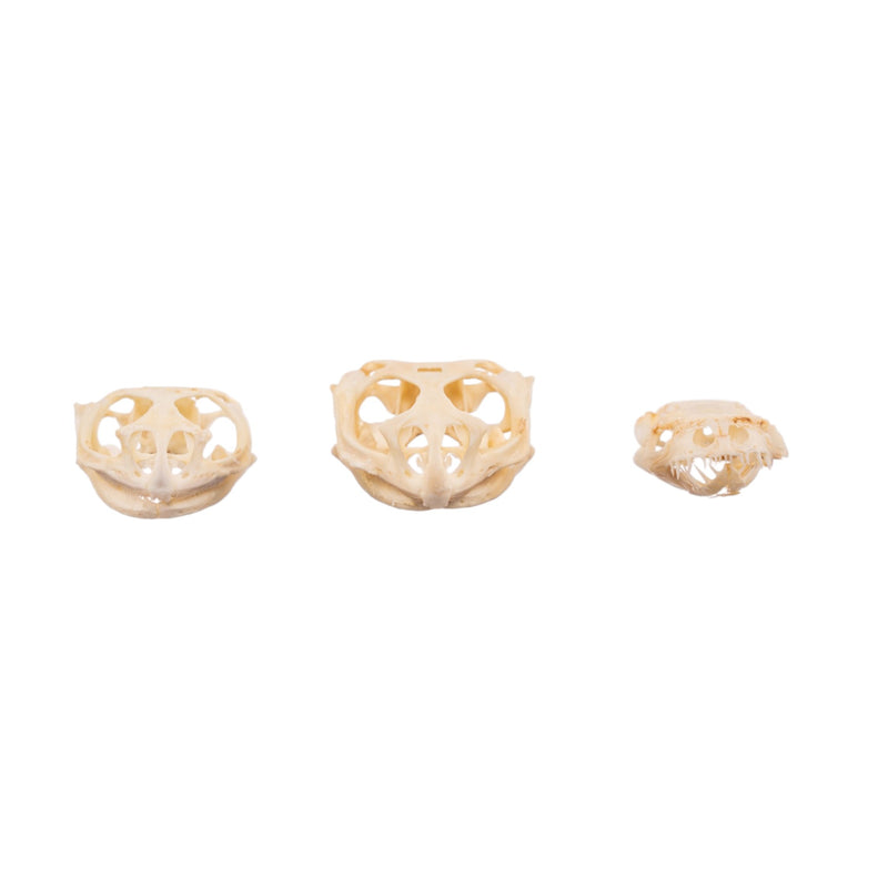 Real Assorted Reptile Skull Set