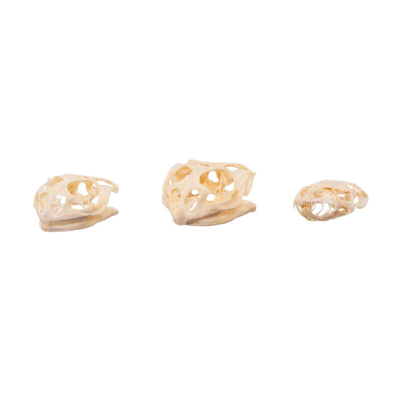 Real Assorted Reptile Skull Set