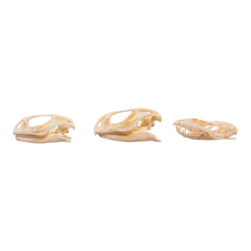 Real Assorted Reptile Skull Set