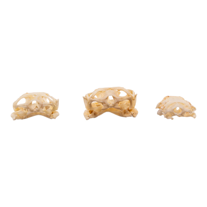 Real Assorted Reptile Skull Set