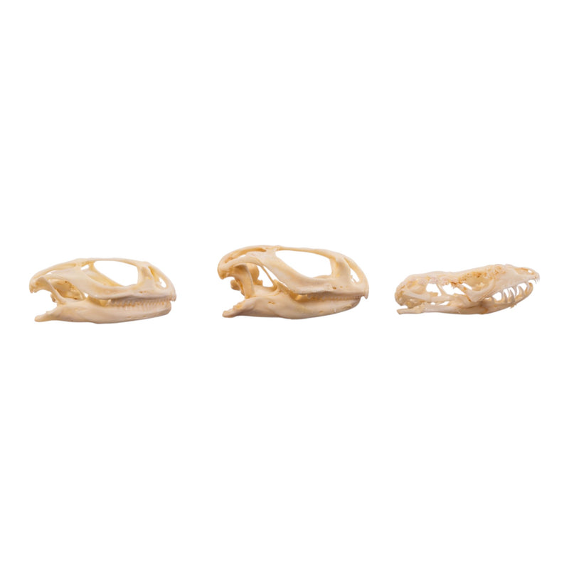 Real Assorted Reptile Skull Set