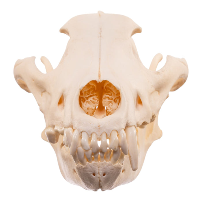 Real Wolf Skull