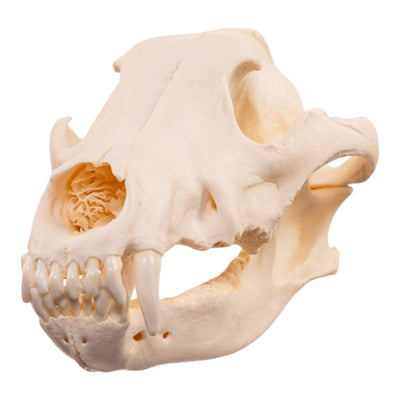Real Wolf Skull