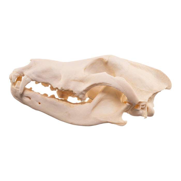 Real Wolf Skull
