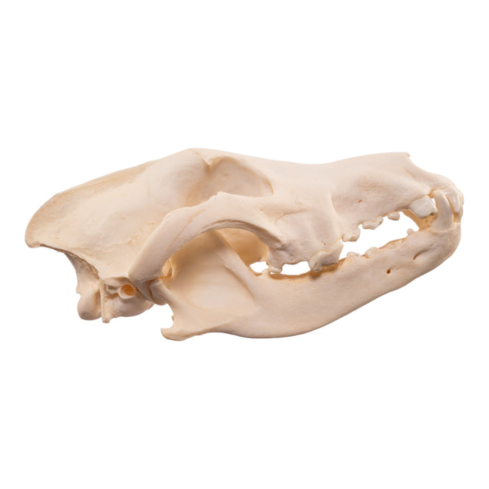 Real Wolf Skull