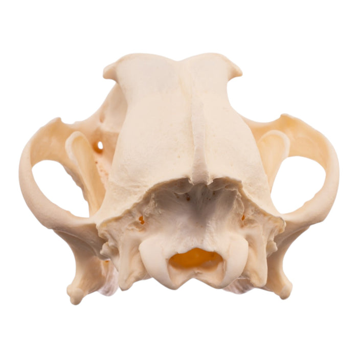Real Wolf Skull