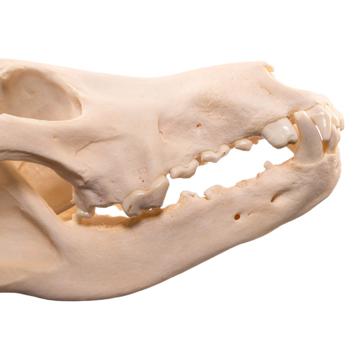 Real Wolf Skull