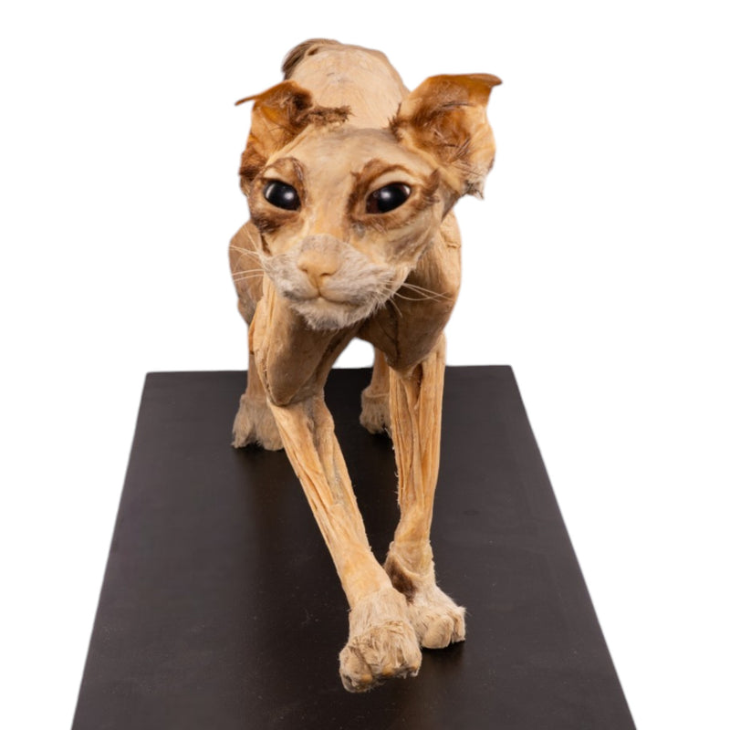 Real Plastinated Veterinary Domestic Cat Model on Stand