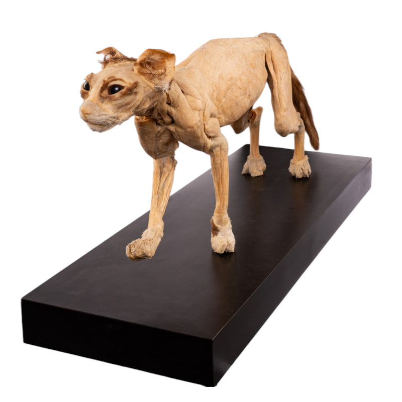 Real Plastinated Veterinary Domestic Cat Model on Stand