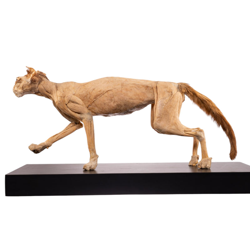 Real Plastinated Veterinary Domestic Cat Model on Stand