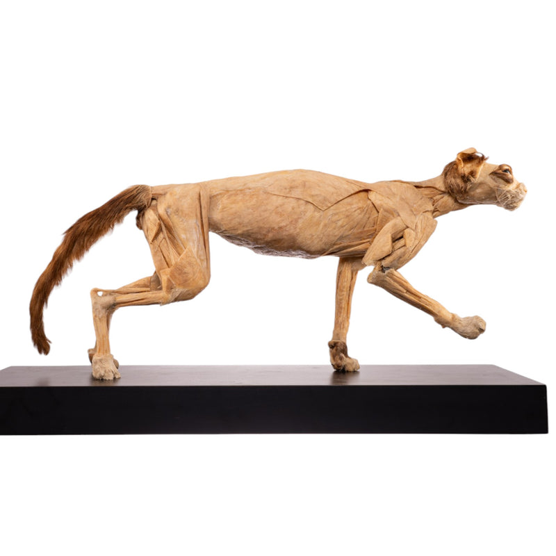 Real Plastinated Veterinary Domestic Cat Model on Stand