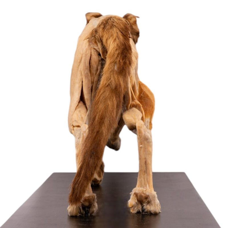 Real Plastinated Veterinary Domestic Cat Model on Stand