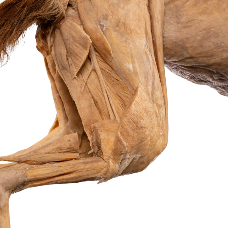 Real Plastinated Veterinary Domestic Cat Model on Stand