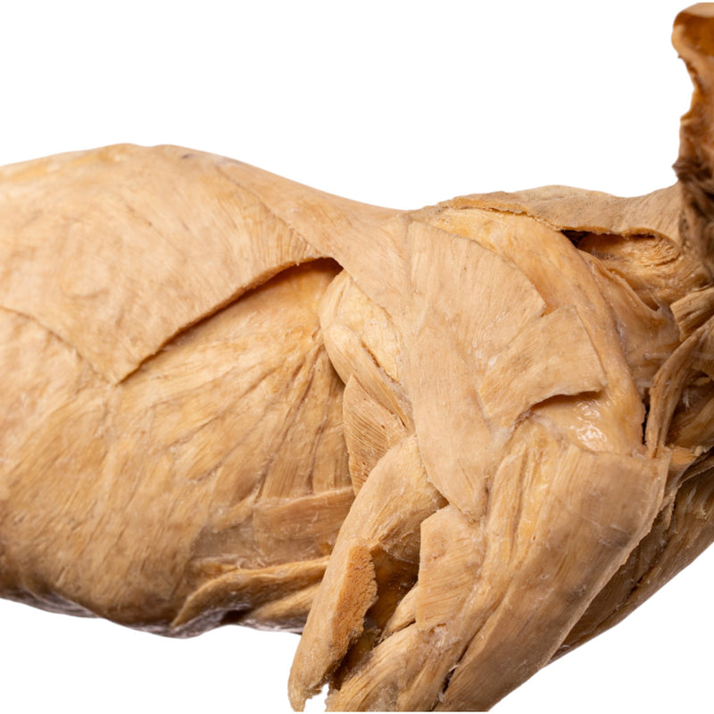 Real Plastinated Veterinary Domestic Cat Model on Stand
