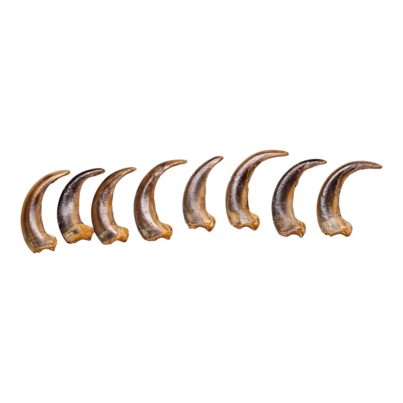 Real Kodiak Grizzly Bear Claw - Single