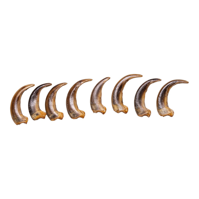 Real Kodiak Grizzly Bear Claw - Single