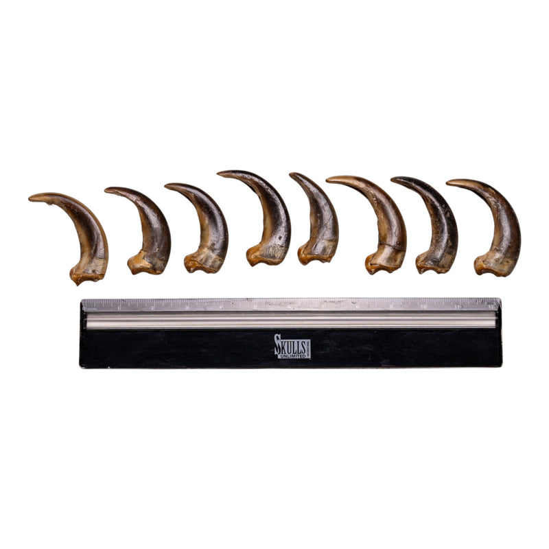 Real Kodiak Grizzly Bear Claw - Single