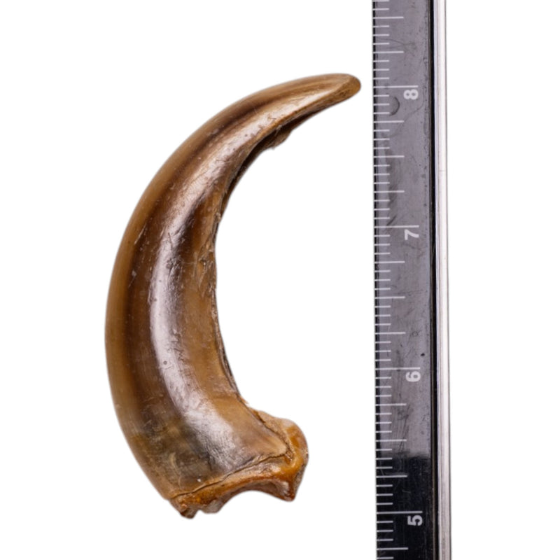 Real Kodiak Grizzly Bear Claw - Single