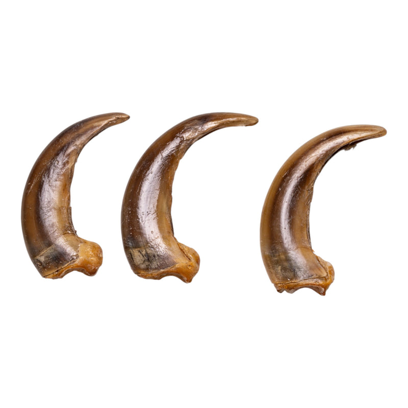Real Kodiak Grizzly Bear Claw - Single