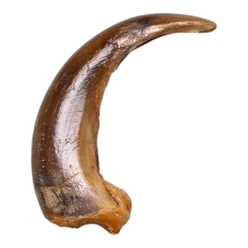 Real Kodiak Grizzly Bear Claw - Single