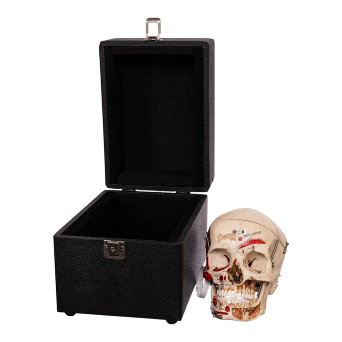 Real Human Dissected Skull in Carrying Case
