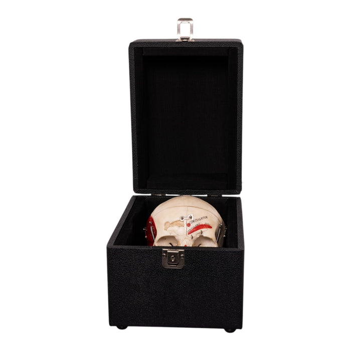 Real Human Dissected Skull in Carrying Case